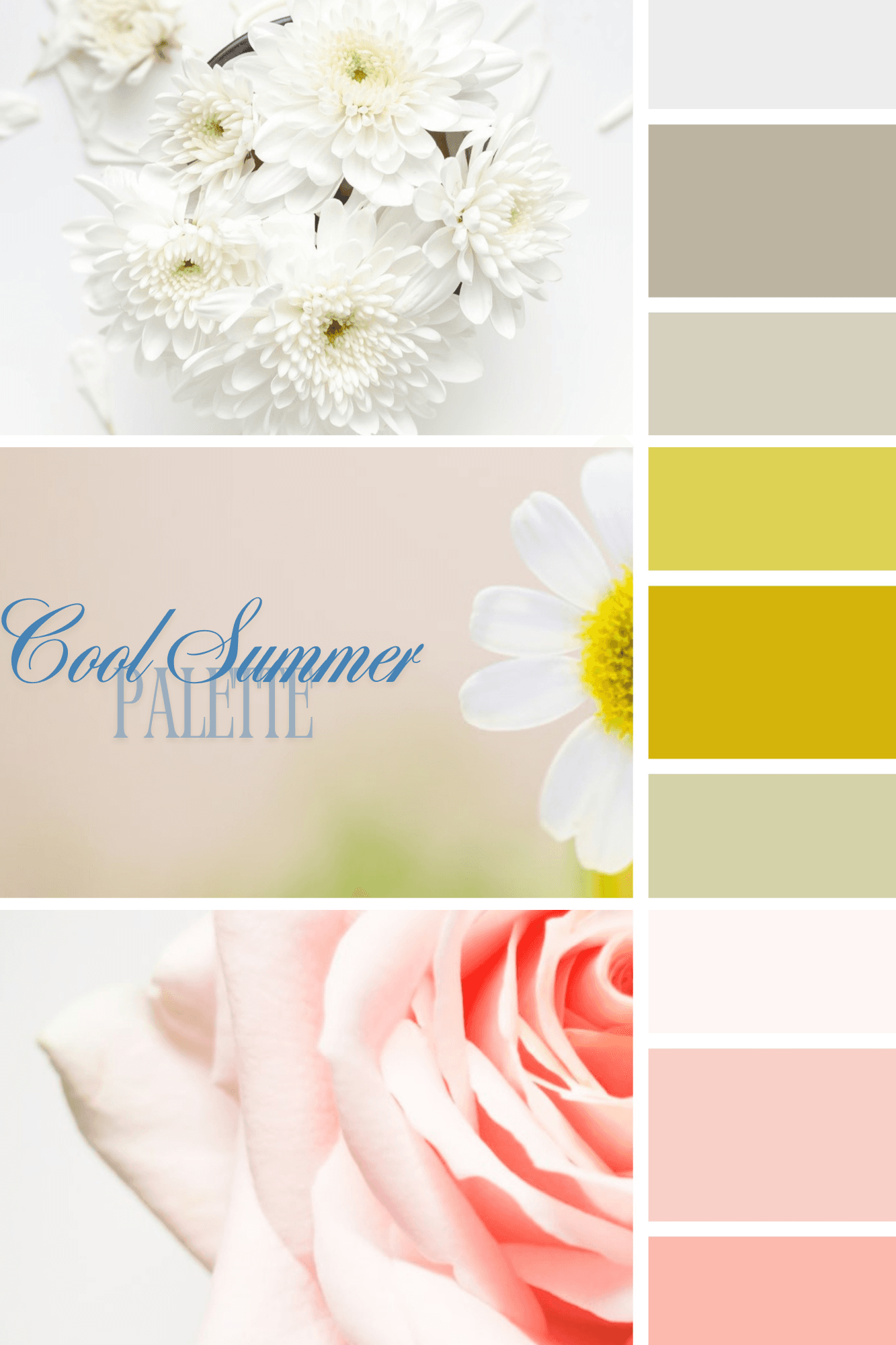 A delicate Cool Summer color palette featuring soft white chrysanthemums, a daisy with a beige background, and a pastel pink rose. The color swatches include shades of white, beige, muted yellow, and soft pink, creating a light and harmonious aesthetic.